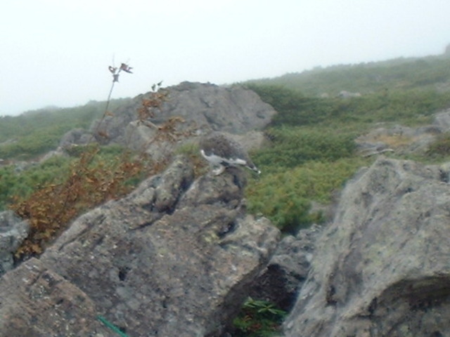 hakubap0012.jpg