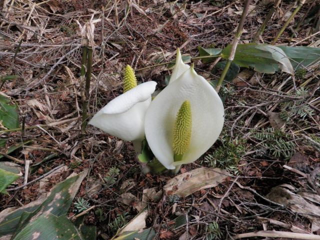 p0019.jpg