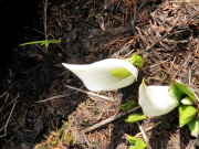 p0028.jpg