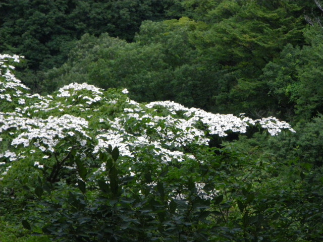 p0033.jpg