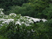 p0033.jpg