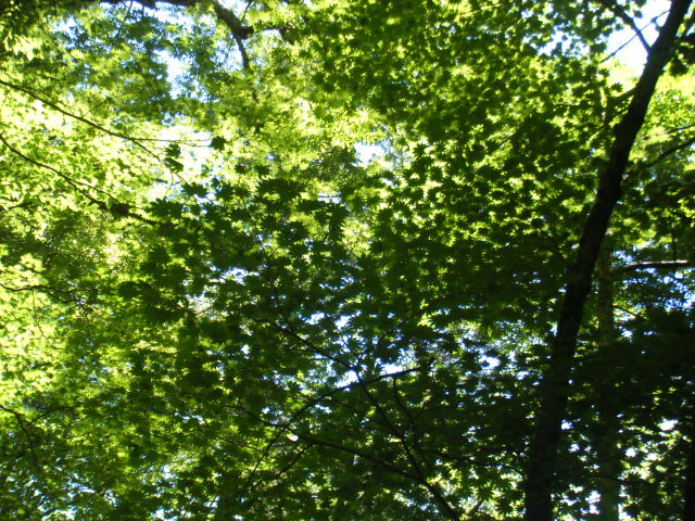 p0005.jpg