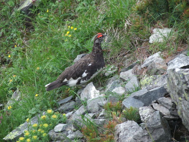 p0037.jpg