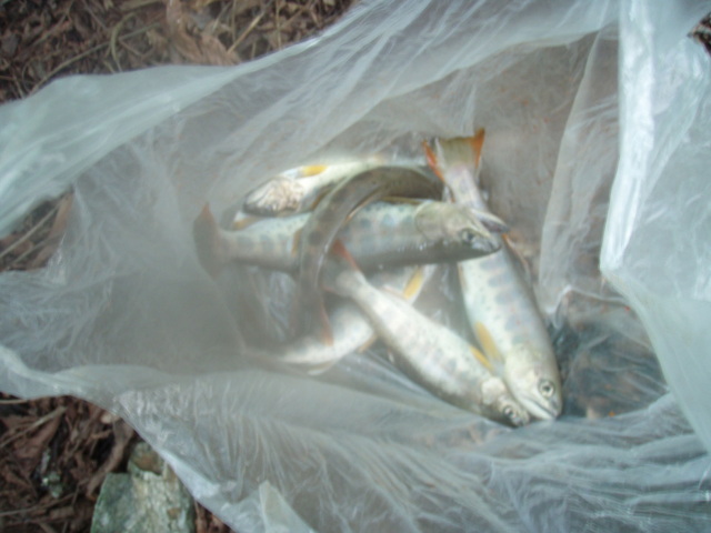 p0035.jpg