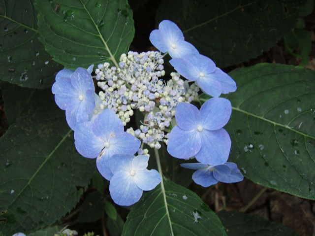 p0027.jpg