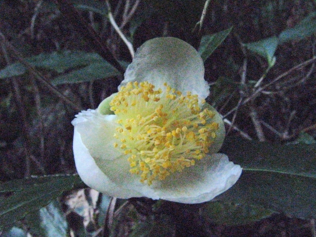 p0021.jpg