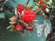 p0019.jpg