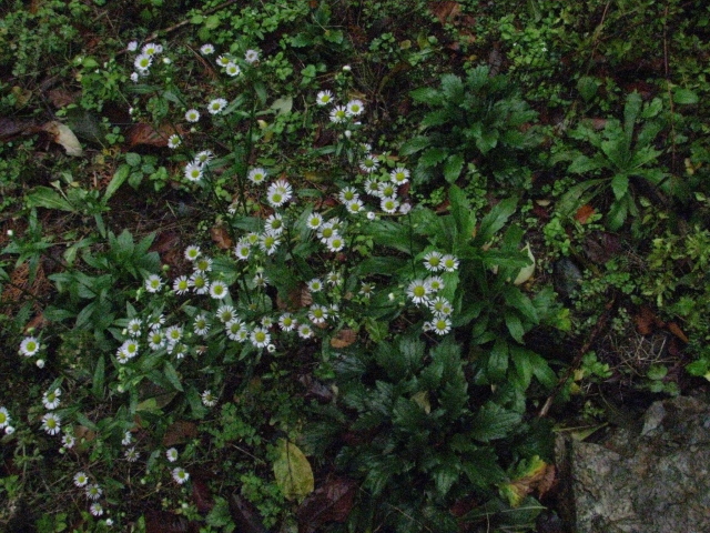 p0010.jpg