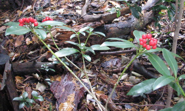 p0042.jpg