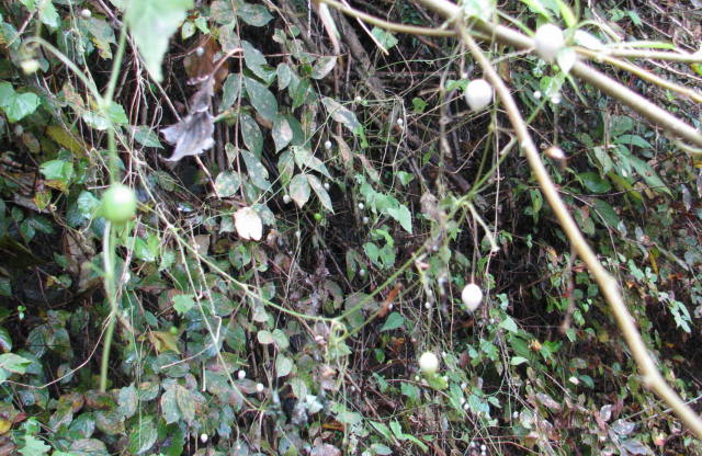 p0047.jpg