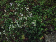 p0010.jpg