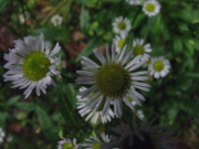 p0011.jpg