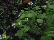 p0012.jpg