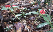 p0042.jpg