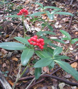 p0043.jpg