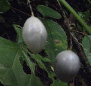 p0048.jpg